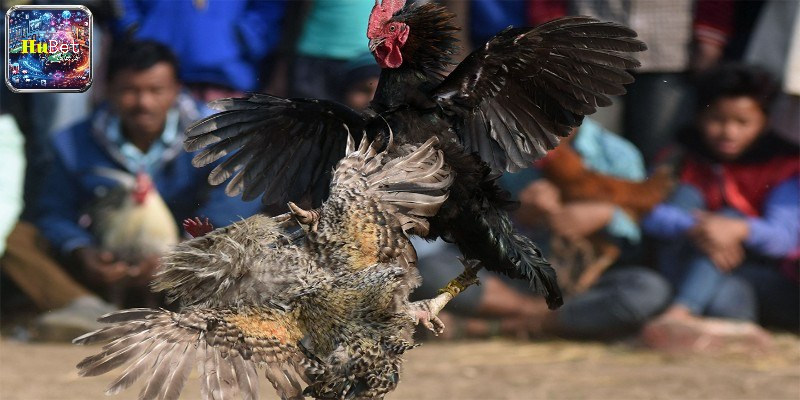 Chọn ngày chọi gà theo mùa