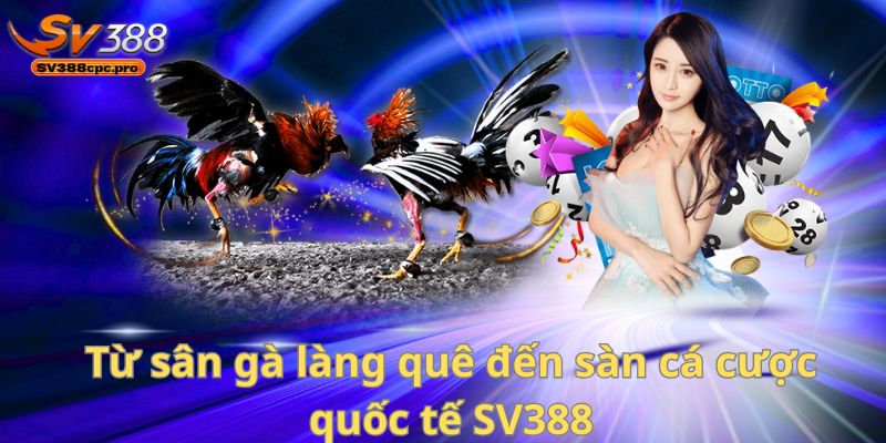 Từ sân gà làng quê đến sàn cá cược quốc tế – Câu chuyện thăng hạng của SV388